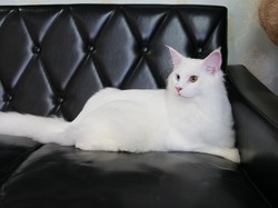 Jenis-jenis Kucing di Dunia yang Cocok Jadi Peliharaan