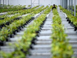 5 Persemaian Bibit Skala Besar Siap Dukung Rehabilitasi Hutan & Lahan