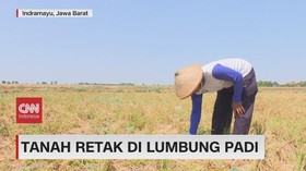 VIDEO: Tanah Retak di Lumbung Padi