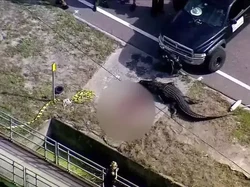 Geger Aligator 3 Meter Berkeliaran Bawa Jasad Manusia di Jalan