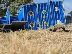 Eks Gubernur NTT Viktor Laiskodat Jadi Nama Komodo