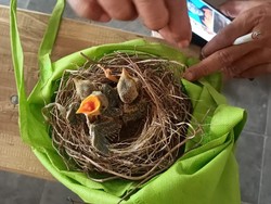 Dua Tukang Pulut Burung Ditangkap Warga di Kawasan Merapi Klaten