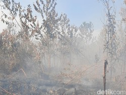 Perambah Hutan di Rohil Asal Langkat Ditangkap, 1 Alat Berat Disita