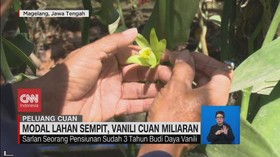 VIDEO: Kilau Cuan Dari Si Emas Hijau
