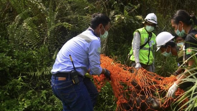 Orang utan kurus yang berjalan bersama anaknya di area tambang Kalimantan Timur, berhasil dievakuasi.