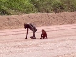 Viral Video Orang Utan Kurus dan Anaknya di Area Tambang Kaltim