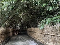 Hutan Bambu Kuno dan Keramat di Desa Penglipuran