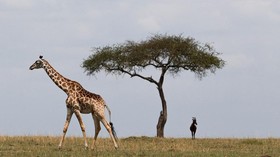 FOTO: Robohnya Jerapah-jerapah Kenya Tertusuk Jarum Merah