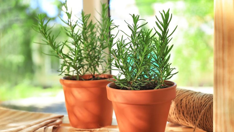 Tanaman herbal rosemary