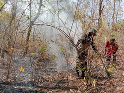 Hutan di TN Baluran Situbondo Terbakar, Pemadaman Dilakukan Manual