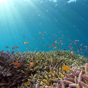 5 Wisata Bawah Laut Terbaik di Indonesia yang Cocok Buat Freediving, Keindahannya Memanjakan Mata!