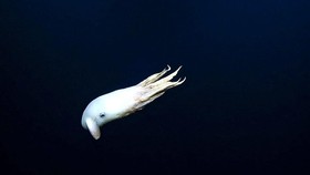 FOTO: Gurita Dumbo Langka Melayang di Laut Dalam