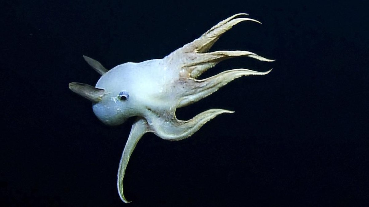 FOTO: Gurita Dumbo Langka Melayang di Laut Dalam