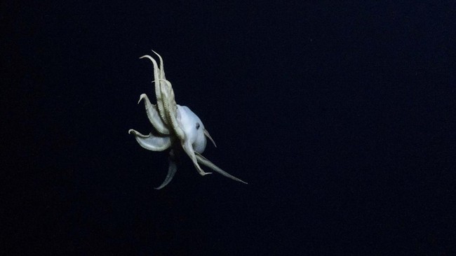 FOTO: Gurita Dumbo Langka Melayang di Laut Dalam