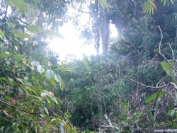 Penebangan Liar di Hutan Sari Kuning Jembrana Resahkan Warga