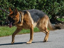 Anjing Peliharaan Biden Kembali Gigit Pasukan Pengamanan Presiden AS