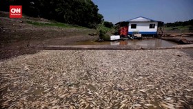 VIDEO: Ribuan Ikan Di Amazon Mati Diduga Akibat Pemanasan Global