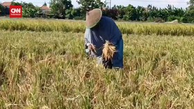 VIDEO: Harga Beras Tinggi, Lansia Di Sidoarjo Mengais Padi Sisa Panen