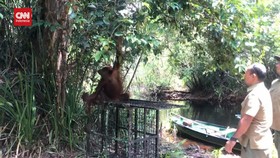 VIDEO: Berkeliaran Di Kebun Sawit Warga, Evakuasi Orangutan Dievakuasi