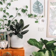 7 Jenis Tanaman Indoor yang Bisa Memperbaiki Kualitas Udara di Rumah