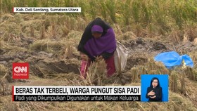VIDEO: Beras Tak Terbeli, Warga Pungut Sisa Padi