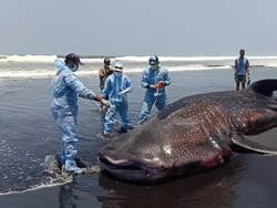 Hiu yang Mati Terdampar di Pantai Jembrana Diduga Sempat Menabrak Karang
