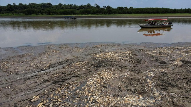 Vietnam bagian tengah dan selatan dilanda gelombang panas dalam beberapa hari terakhir. Ribuan ikan mati massal.