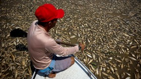 FOTO: Tatapan Nanar Nelayan Brasil di Atas Lautan Ikan Mati
