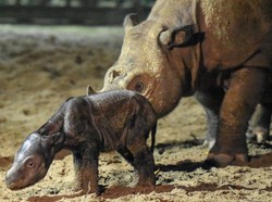 Ratu Badak Sumatera Lahirkan Anak di Taman Nasional Way Kambas