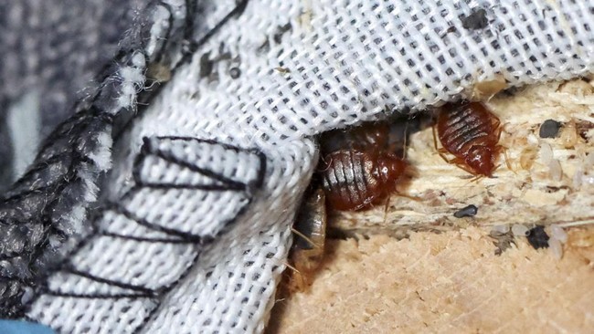 FOTO: Kutu Serang Prancis, Tak Mempan Disemprot Insektisida