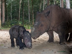 Kisah Sejoli Badak Sumatera hingga Lahirkan Anak di Way Kambas