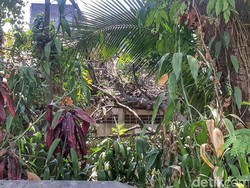 Gelap dan Keheningan Rumah Mewah Usang Jadi Teman Bu Guritno