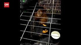 VIDEO: Polisi Gagalkan Penyelundupan 2 Bayi Orangutan Di Medan