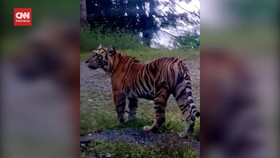 VIDEO: Warga Rekam Penampakan Harimau di Aceh Viral di Medsos