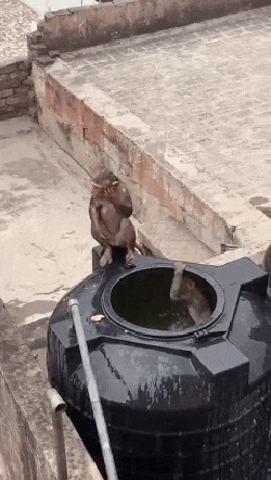 Masuk ke Cipayung, Kawanan Monyet Ada yang Berenang di Toren Air Warga