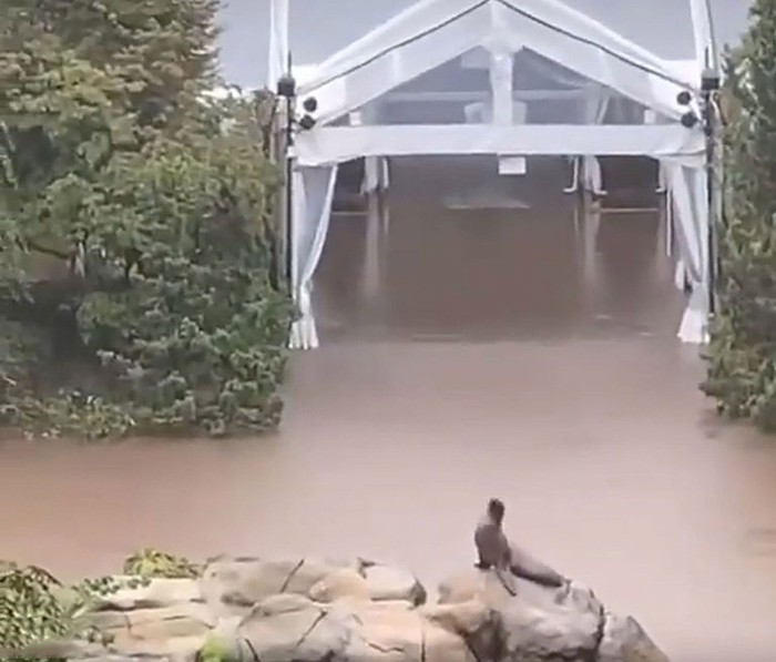 A sea lion escaped from its cage due to flash floods that hit New York