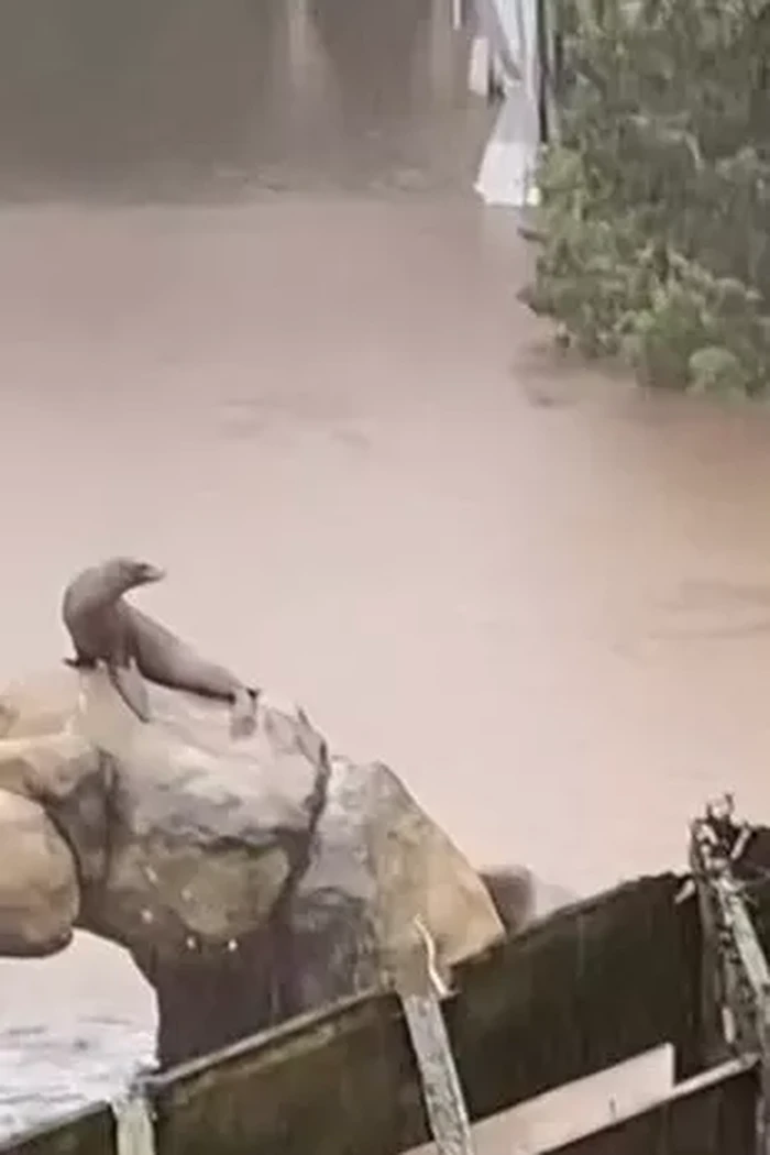 Singa laut kabur dari kandang saat banjir New York