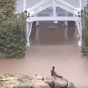 Seekor Singa Laut Sempat Kabur dari Kandang Akibat Banjir Bandang Melanda New York, Ini Potretnya!
