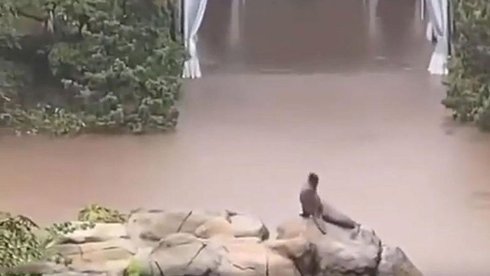 Seekor Singa Laut Sempat Kabur dari Kandang Akibat Banjir Bandang Melanda New York, Ini Potretnya!