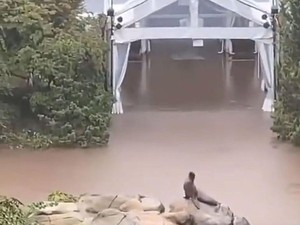 Seekor Singa Laut Sempat Kabur dari Kandang Akibat Banjir Bandang Melanda New York, Ini Potretnya!