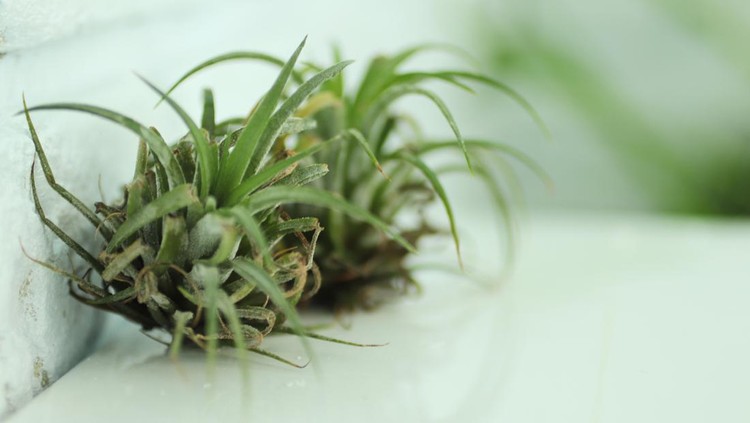 Ilustrasi tillandsia