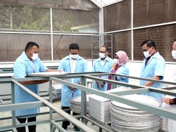Kenali Produk Indikasi Geografis Java Preanger Tea dari Bumi Parahyangan