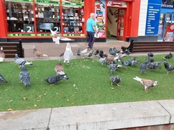 Kota di London Diambil Alih Burung, Pup Berjatuhan dari Atas Langit