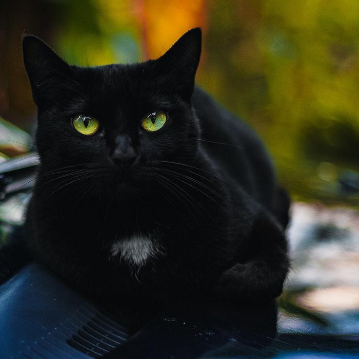 Kucing hitam adalah simbol iblis/Foto: Pexels/Marcelo Chagas
