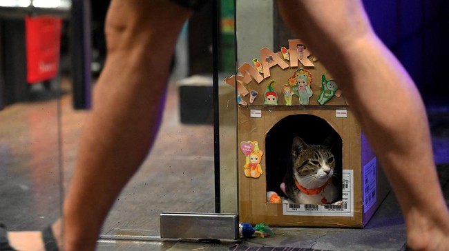 FOTO: Gemasnya Kucing Jadi Petugas Keamanan di Filipina