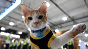FOTO: Gemasnya Kucing Jadi Petugas Keamanan di Filipina
