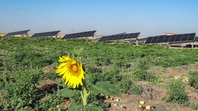 FOTO: Energi Matahari Selamatkan Petani Suriah dari Kepunahan