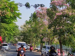 Penampakan Tabebuya Mekar yang Bikin Suasana Semarang Mirip di Jepang