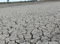 Dahiat Kekeringan di NTT: Minum Air dari Batang Pisang-Harga Beras Mencekik