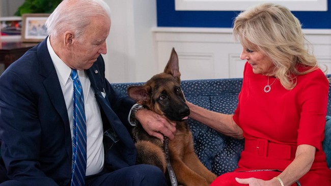 Anjing Presiden Amerika Serikat Joe Biden berjenis German Shepherd, Commander, dikeluarkan dari Gedung Putih pada Rabu (4/10).